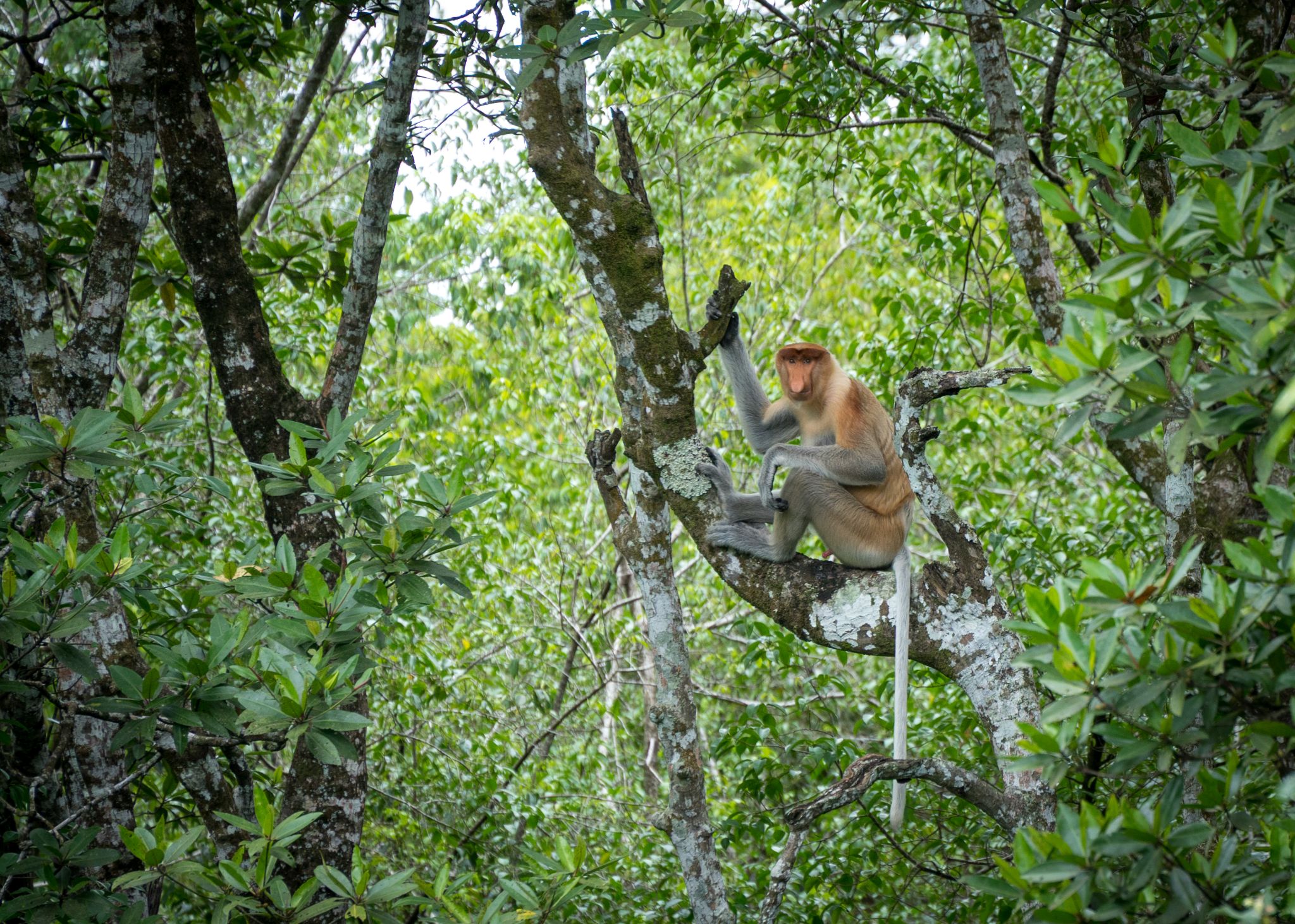 Nasenaffe Nasalis larvatus